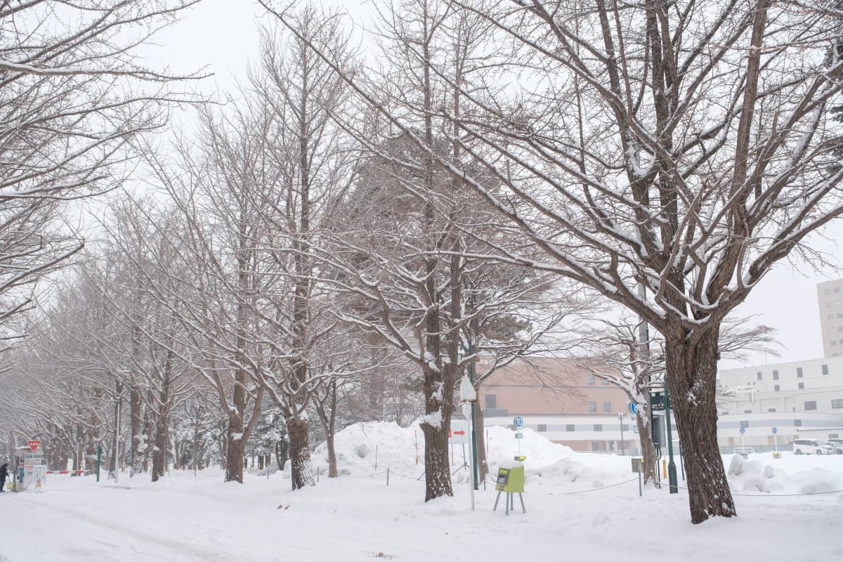 hokkaido photo