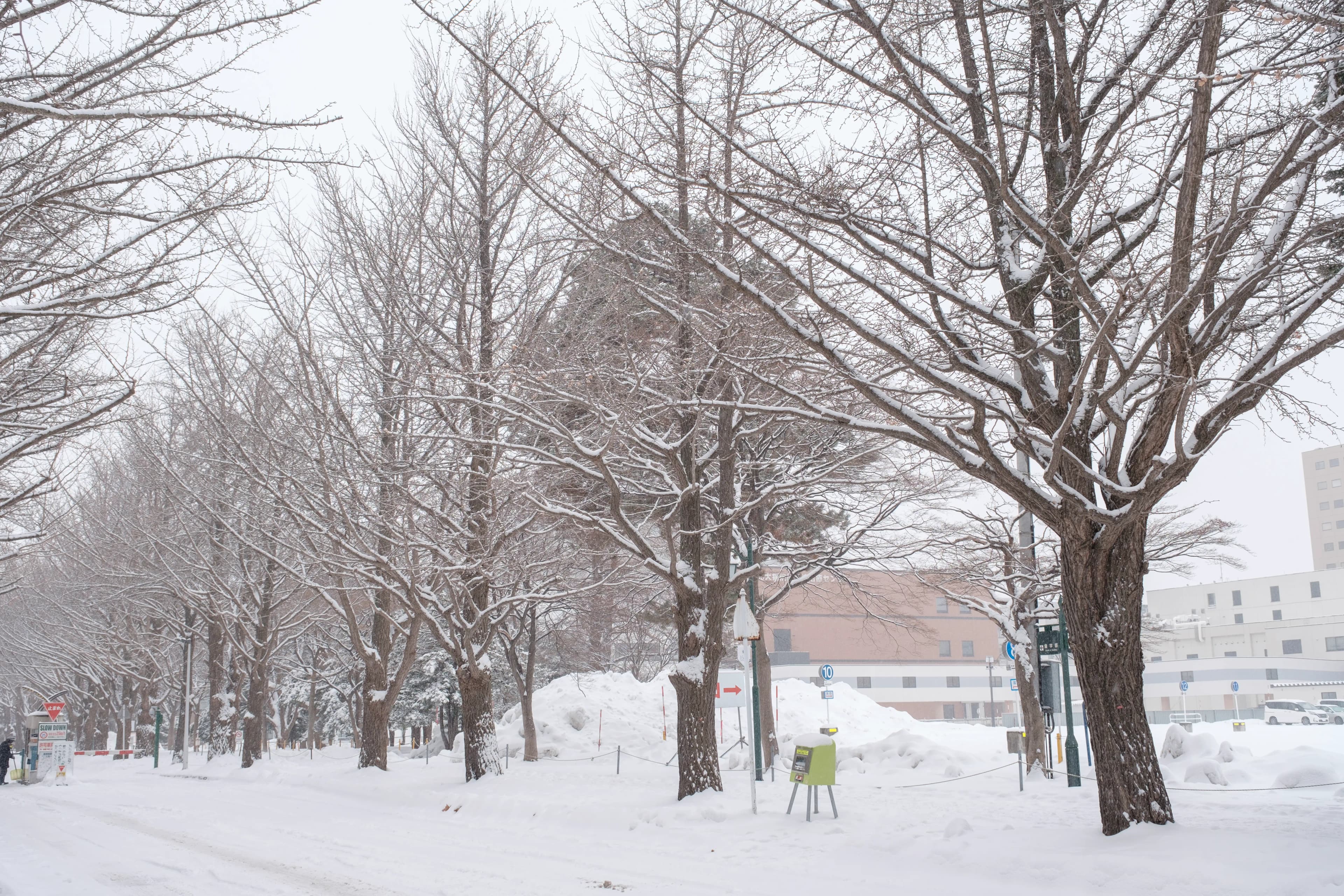 hokkaido photo