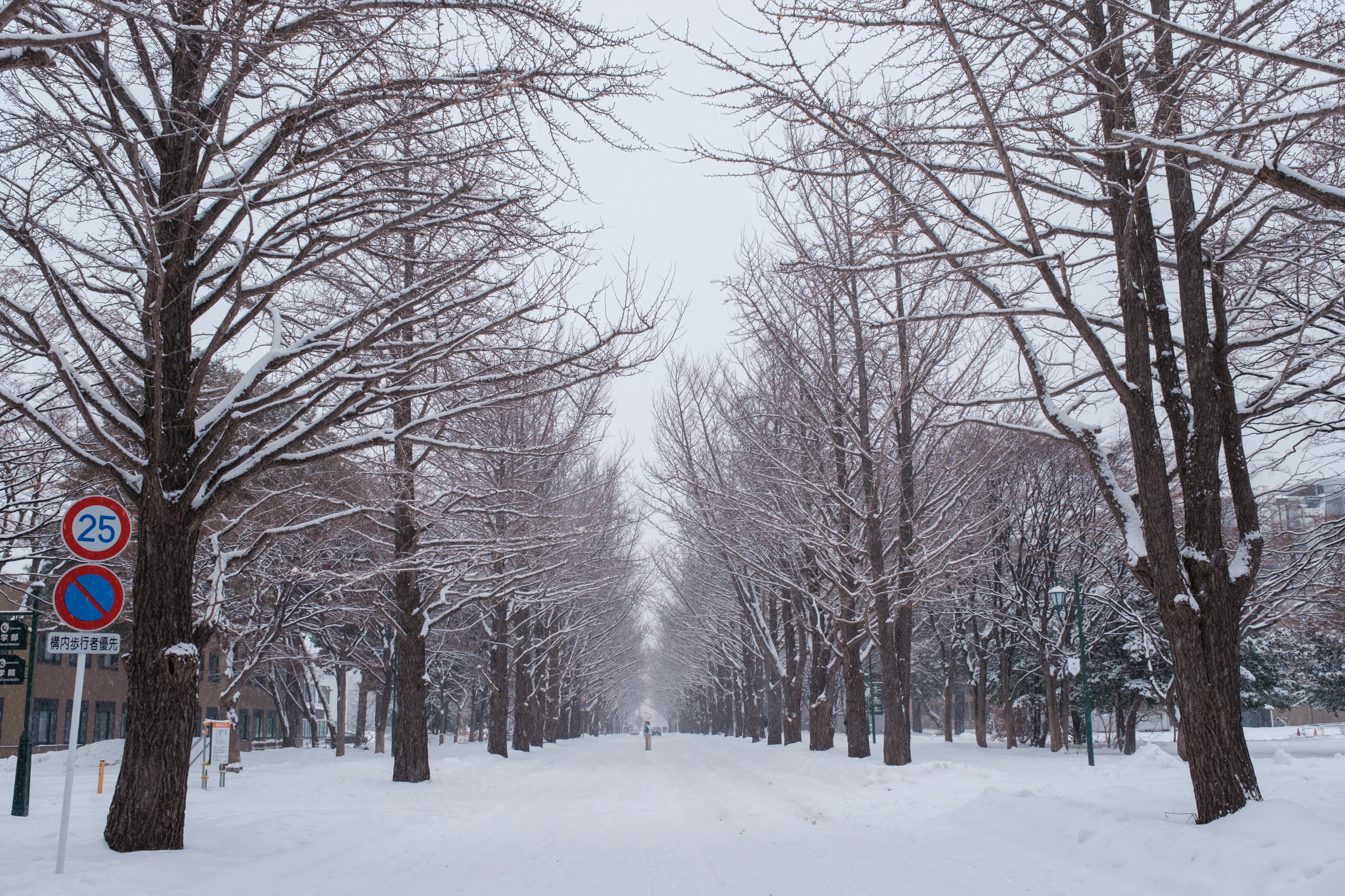 hokkaido photo