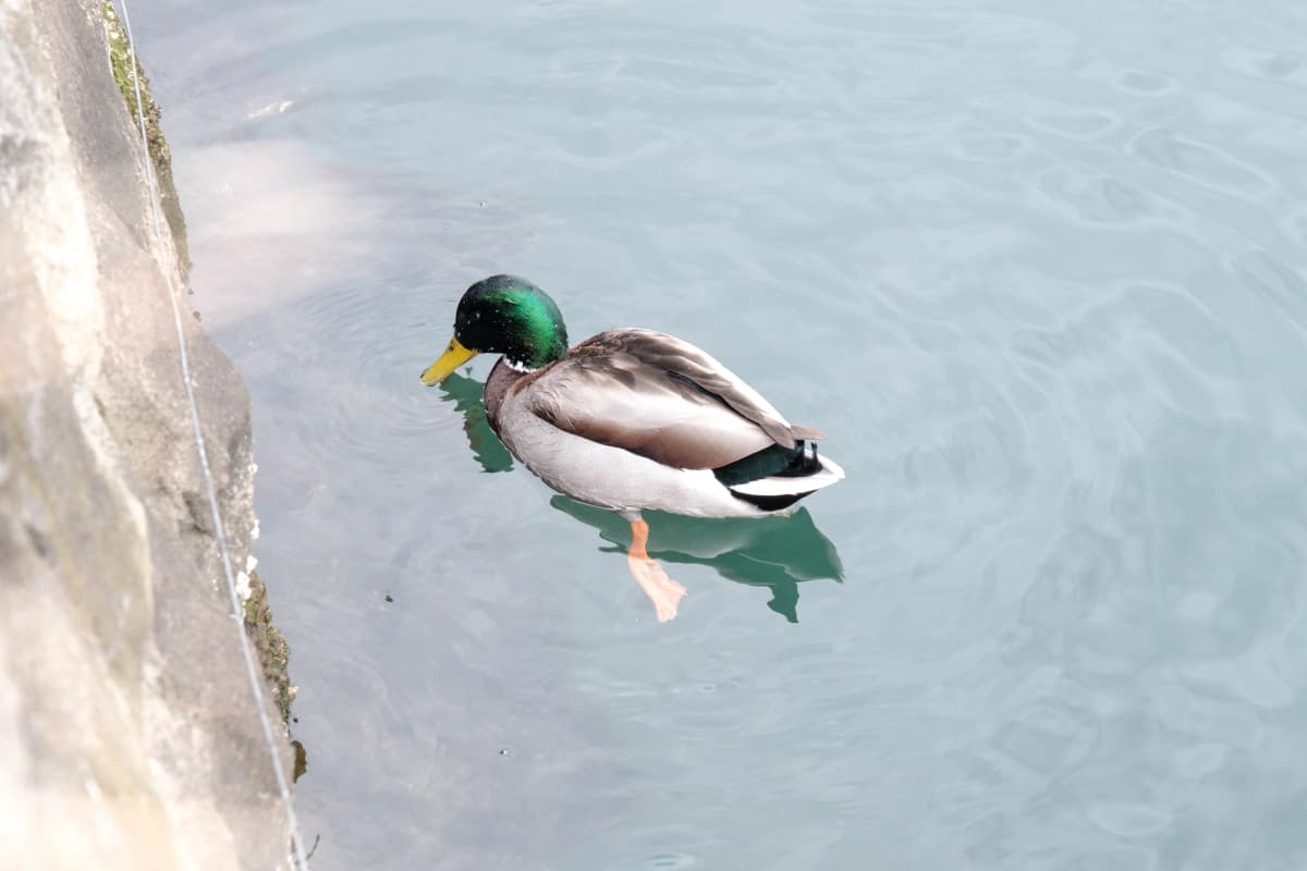 hokkaido photo