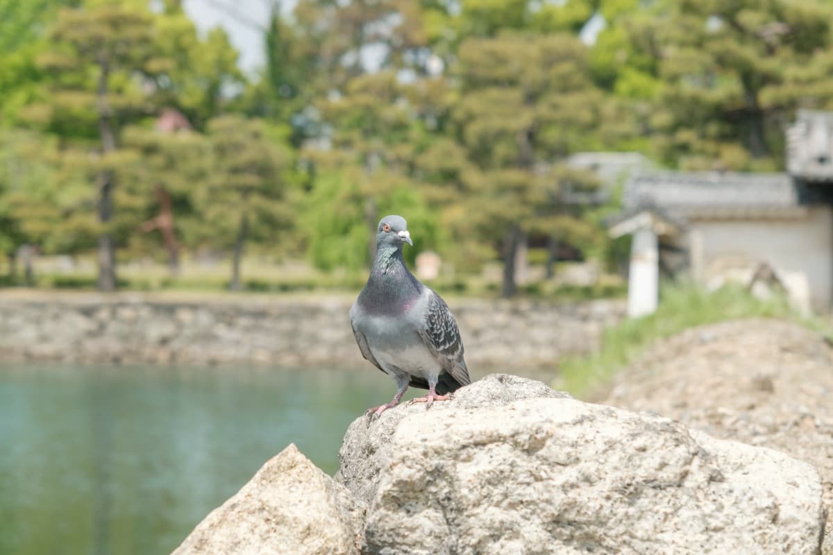 kyoto photo