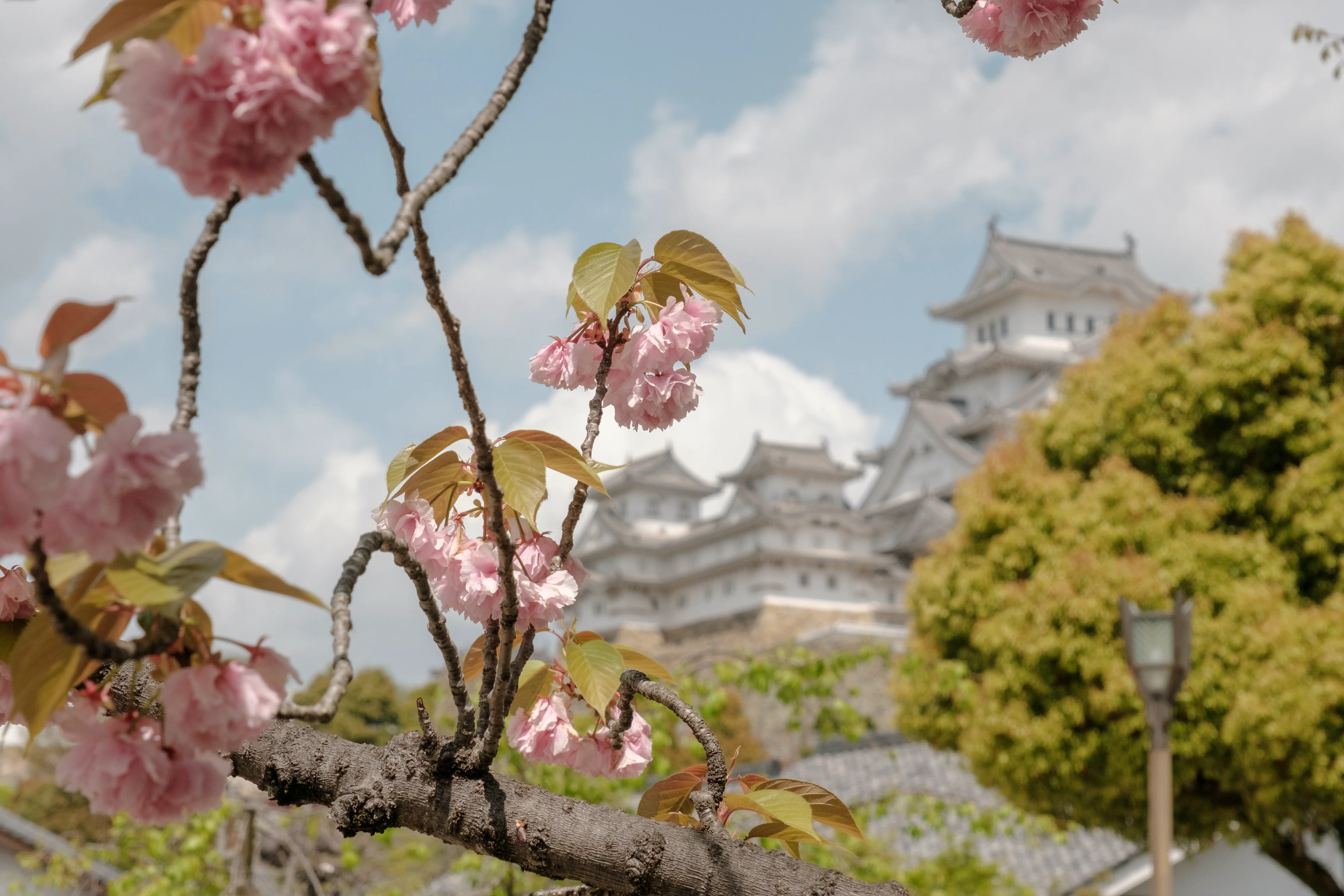 kobe photo