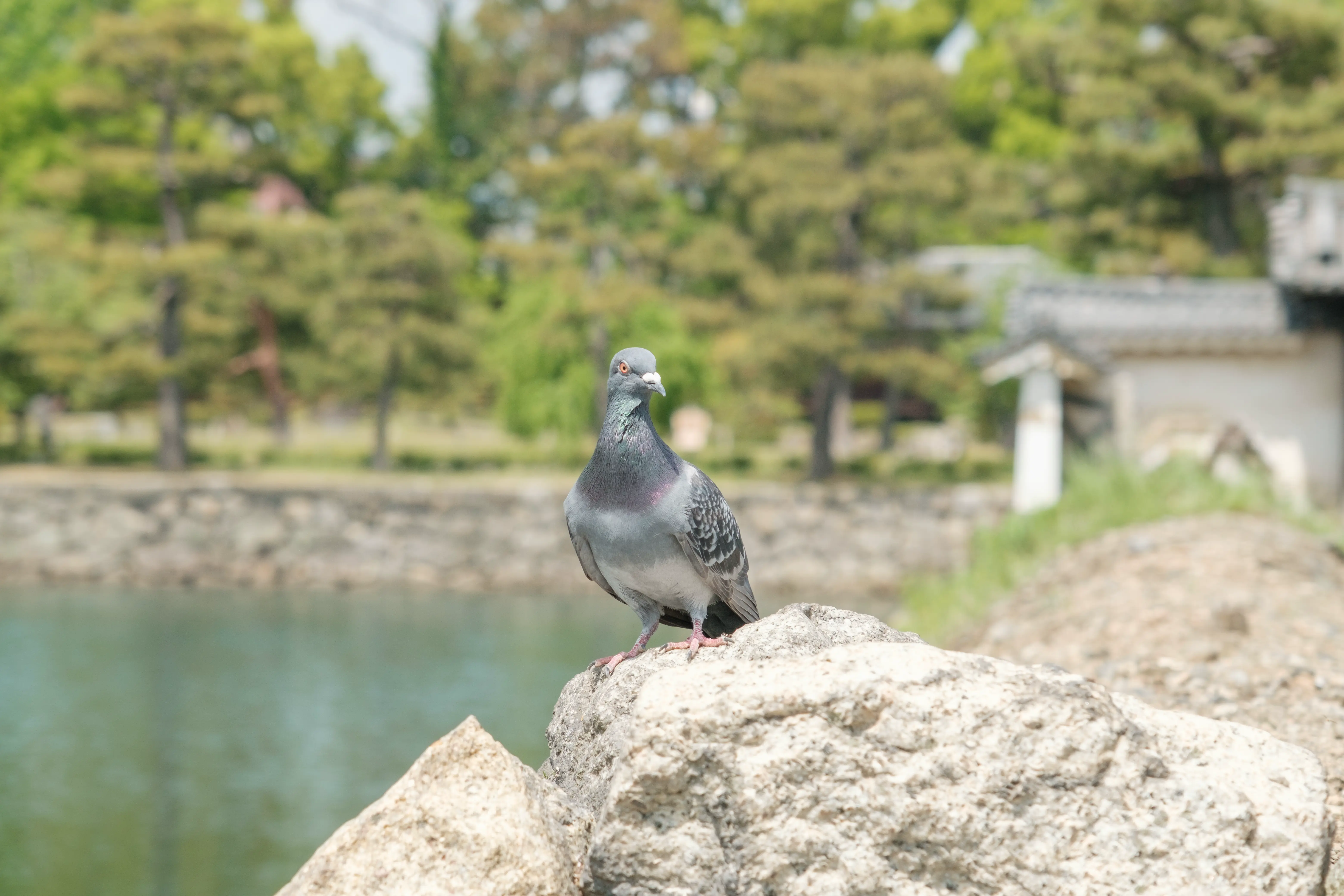 kyoto photo