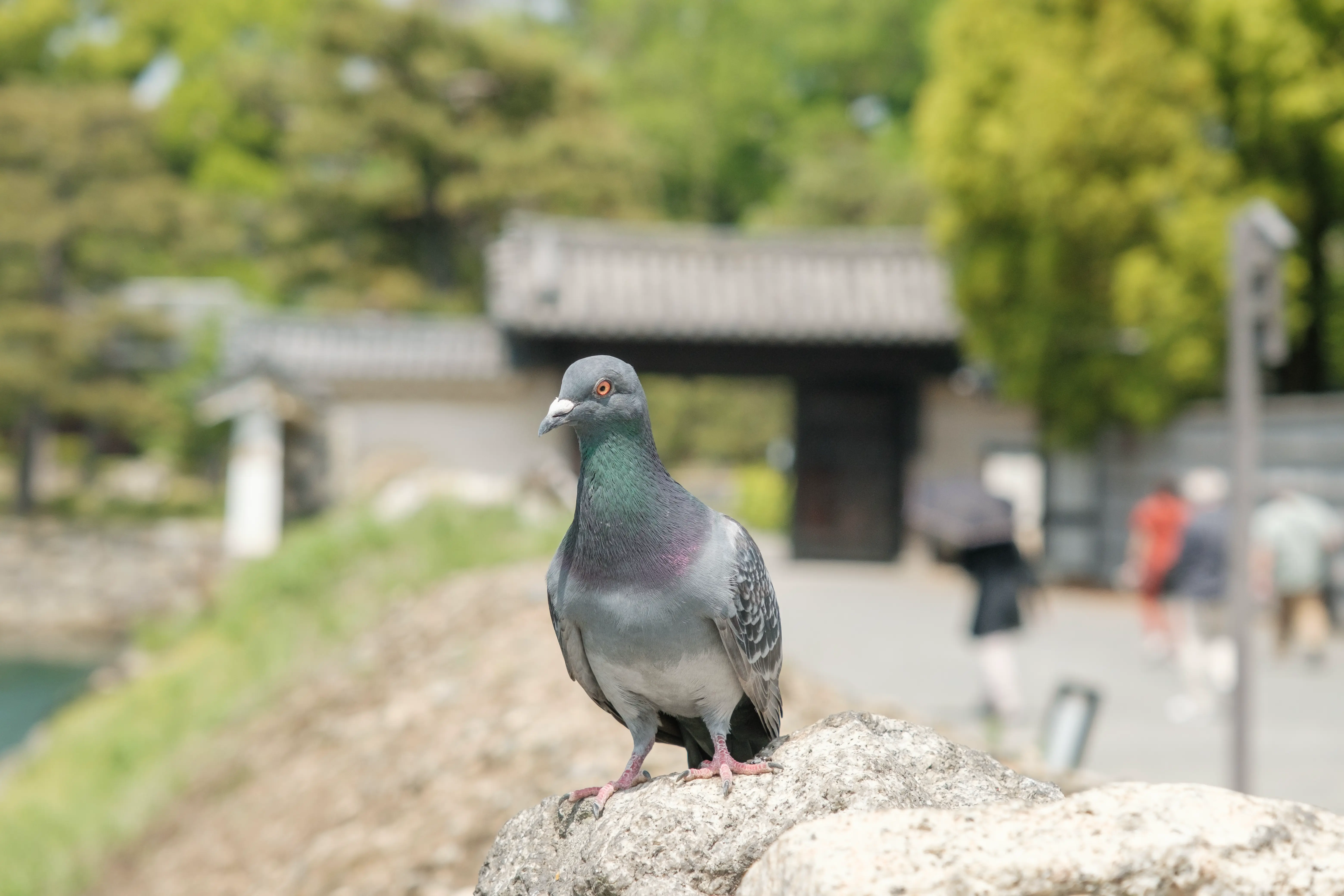 kyoto photo