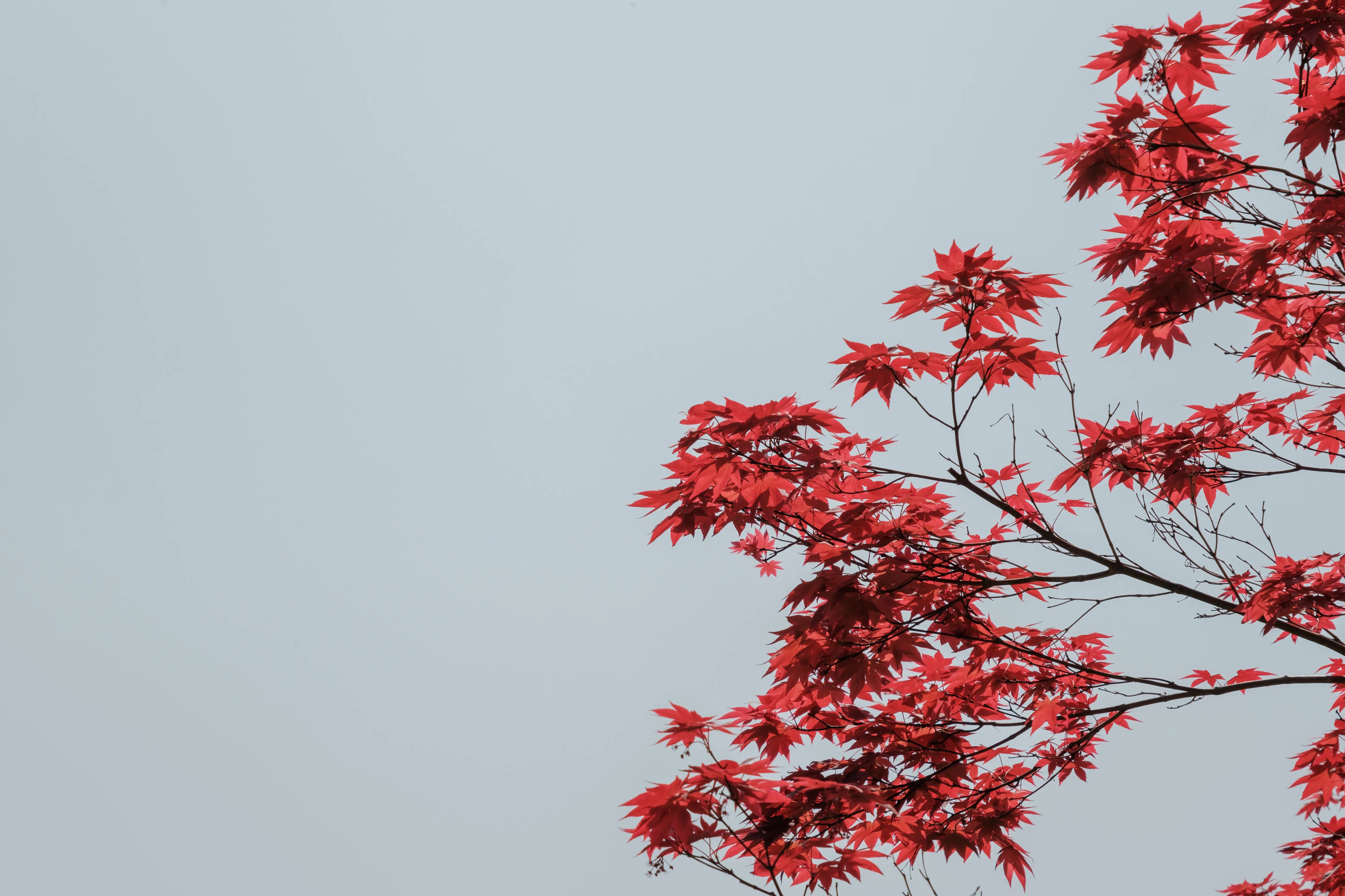 kyoto photo
