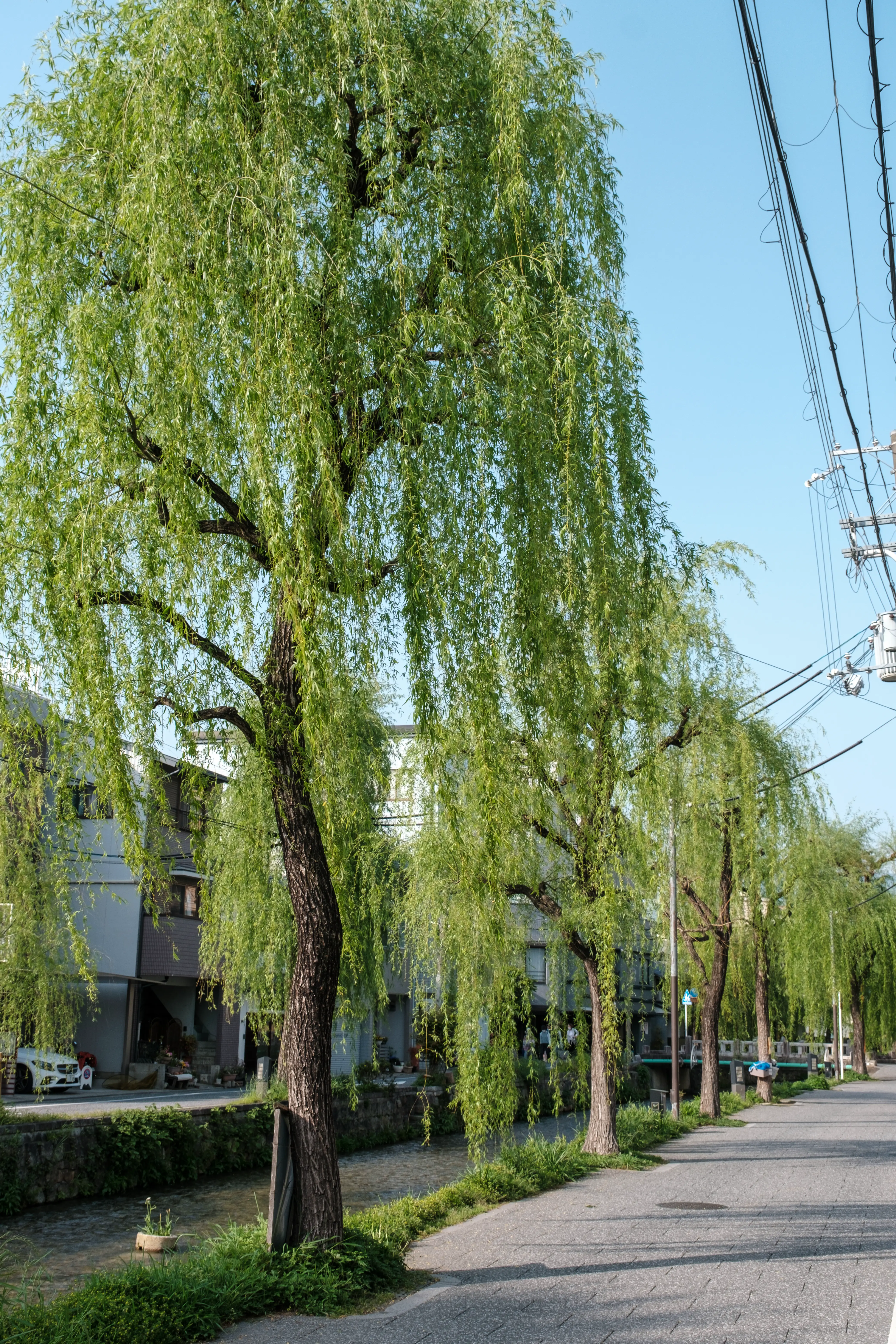 kyoto photo
