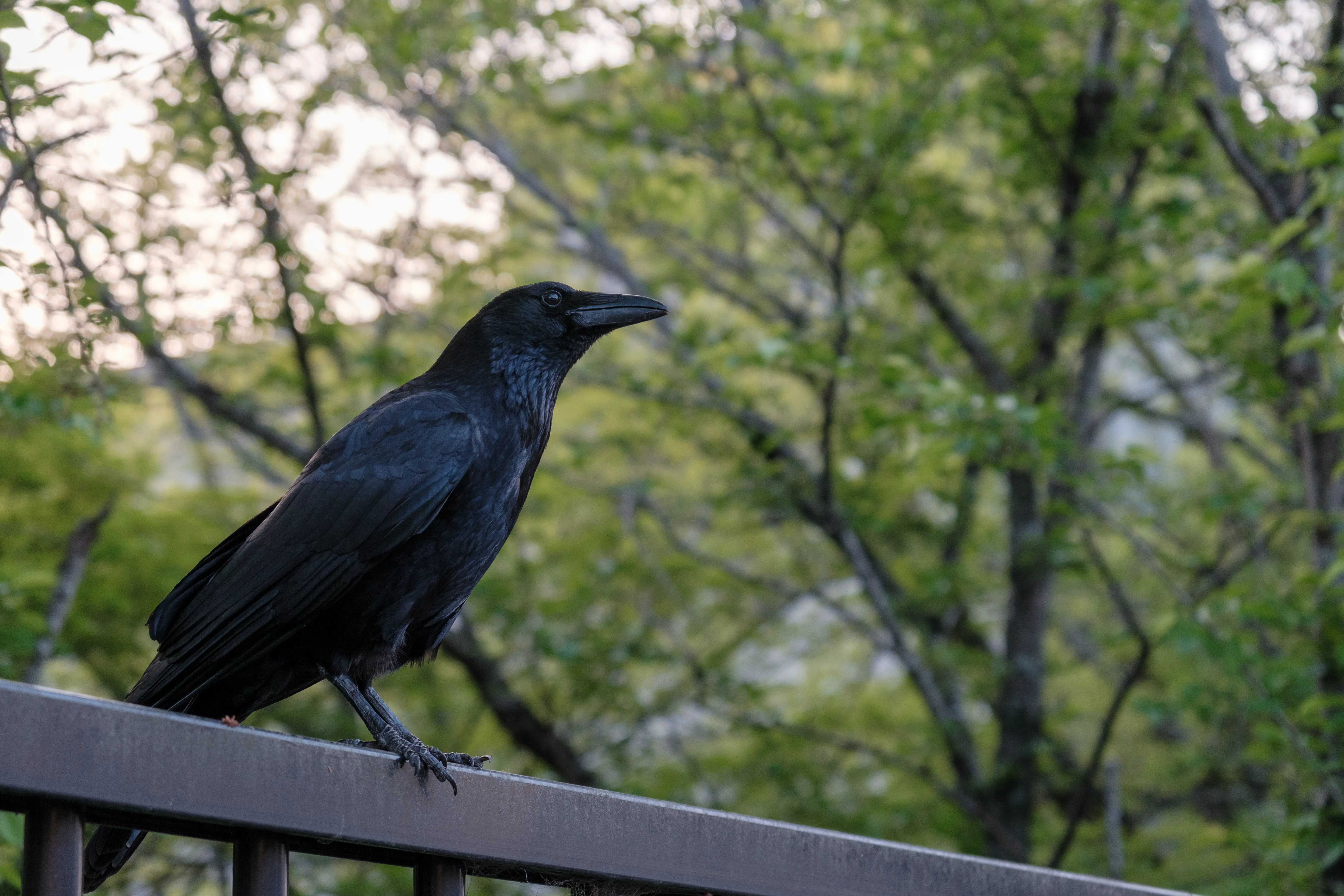 kyoto photo