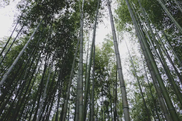 kyoto photo