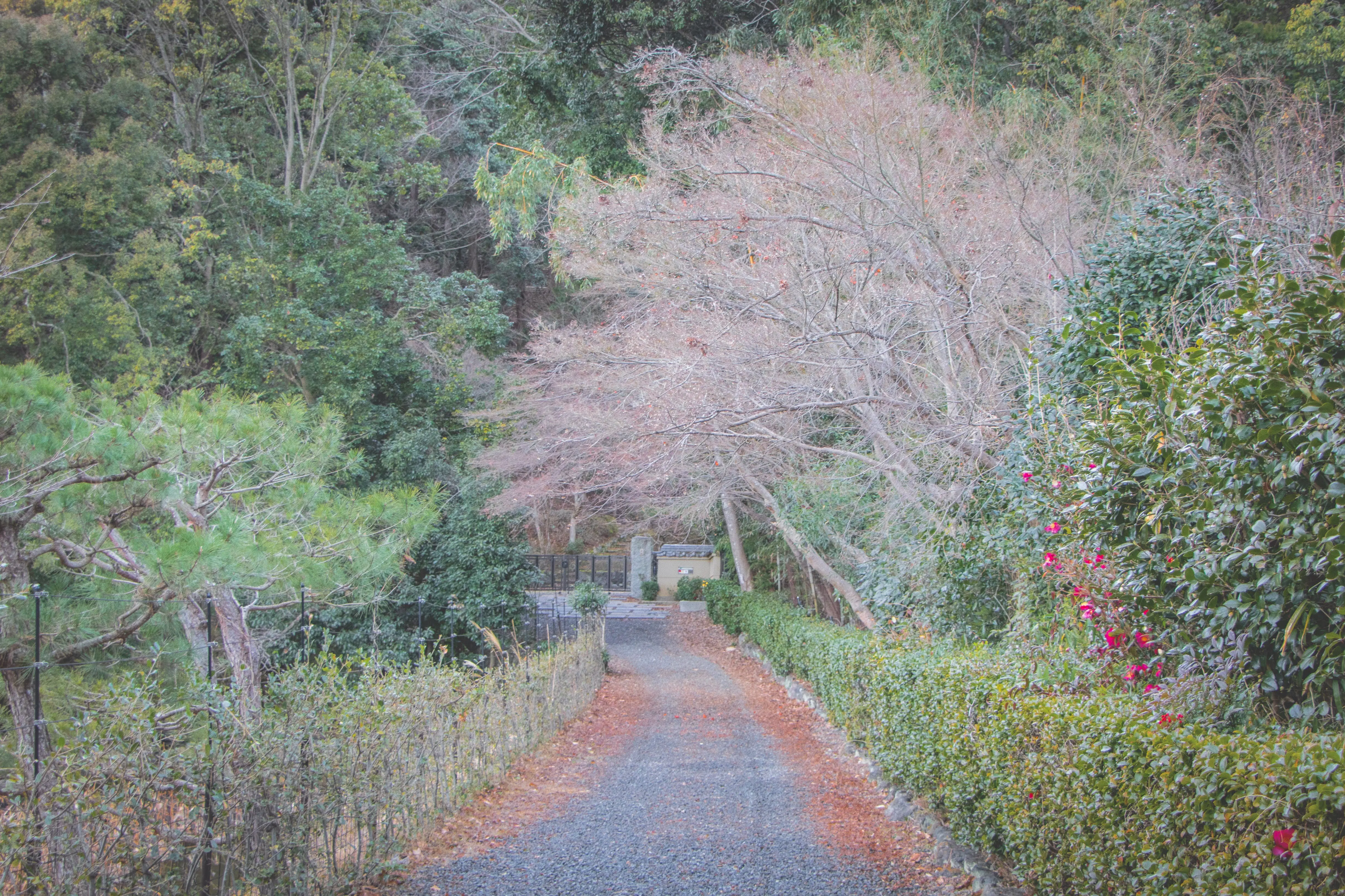 kyoto photo